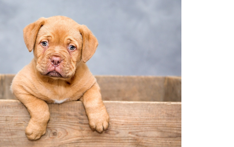 Los perros demuestras muy poca sensibilidad de contagiarse por coronavirus.