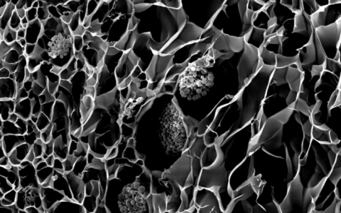 Para crear las estructuras de los corales naturales, los investigadores utilizaron una técnica rápida de bioimpresión en 3D.