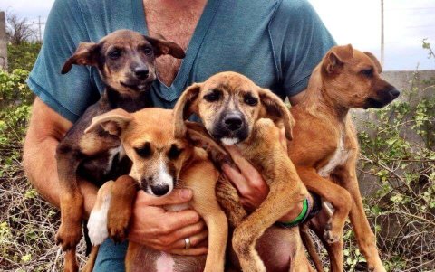 El esposo de 'La Flaca' salvó a los cachorros de la muerte segura. Pinchi es el primero de la derecha.