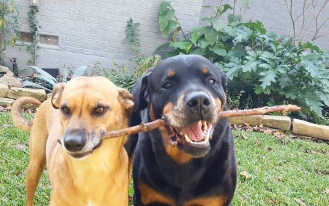 Nilos se convirtió en el maestro del nuevo miembro de la familia.