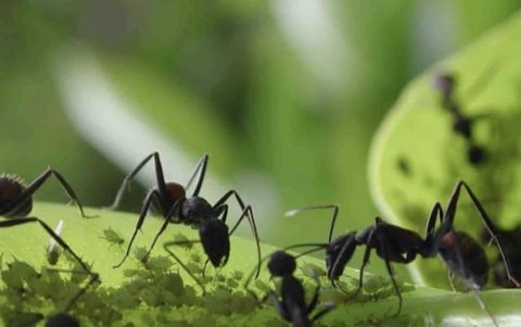 Las plagas de hormigas podría afectar a la salud.
