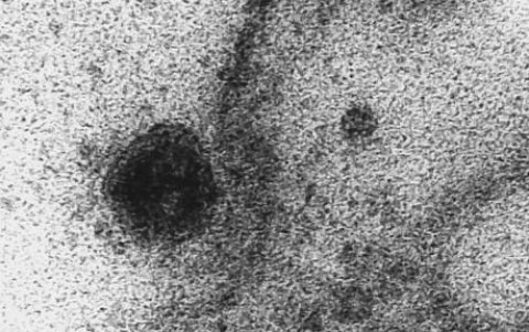 Científicos brasileños han captado imágenes del momento exacto en que el nuevo coronavirus infecta una célula.