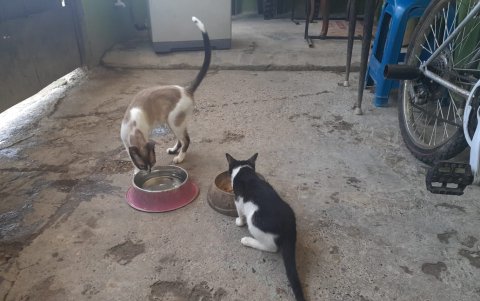 Una de las vecina adoptó a tres gatos que deambulaban por el sector.