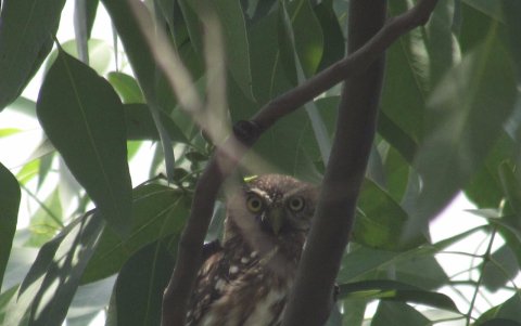 Visita. El mochuelo del Pacífico, una especie de búho ha sido visto en la ciudadela Kennedy y Garzota, en el norte de la ciudad.