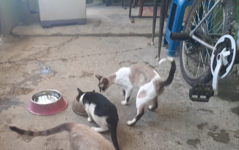 La comida para gatos llega en menor cantidad que la de los canes.