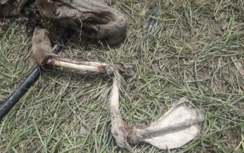 Lo que más ha llamado la atención son sus patas delanteras, similares a las de un pato.