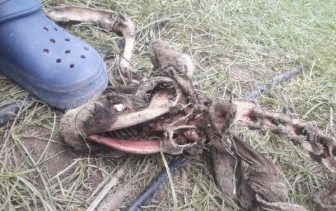 Al inicio se pensó que era un perro, pero todos hablan del 'chupacabras'.