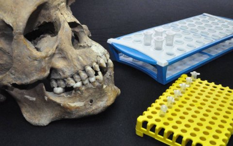 Uno de los cráneos investigados.