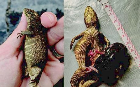 Izquierda: la lagartija viva, con su estómago distendido. Derecha: el lagarto disecado, con su masa de 22 gramos eliminada.