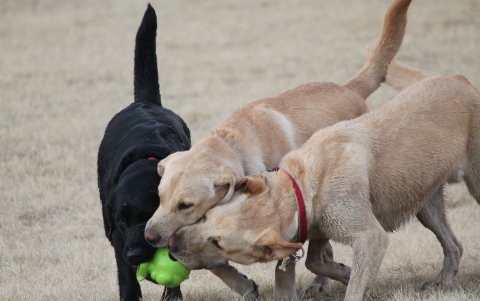 Labrados retriever. Un perro de tamaño mediano. Suelen ser de color negro, crema o caramelo.
