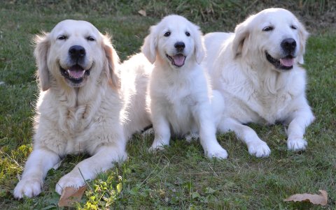 Golden Retriever. Un perro muy parecido al labrador, pero con un pelaje más grande.