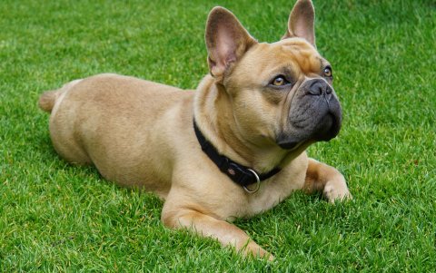 Bulldog francés. Un perro inquieto, suele ser de color gris, negro, blanco o blanco y negro.