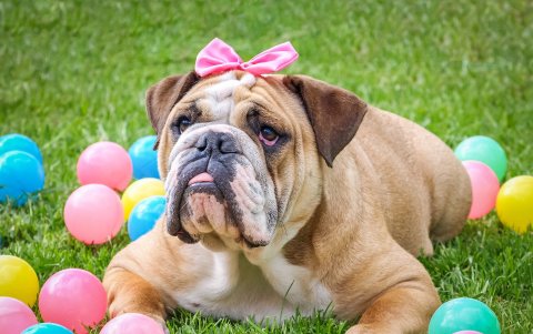 Bulldog. Un perro tranquilo, ideal para espacios medianos.