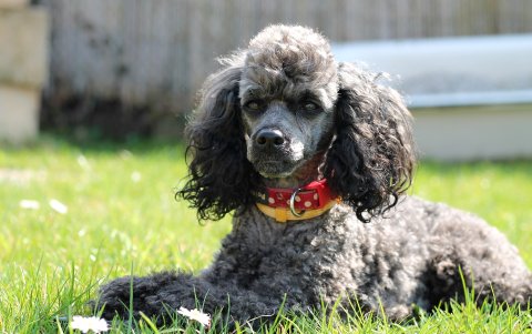 Poodle. Suelen ser de tres tamaños (pequeño, mediano y grande) y de tres colores (blanco, caramelo y negro)