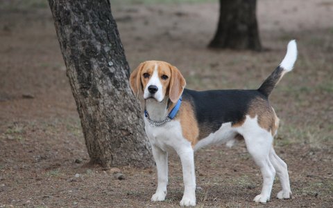 Beagle. Un perro que gusta de los niños y que requiere de espacios medianos a grandes.