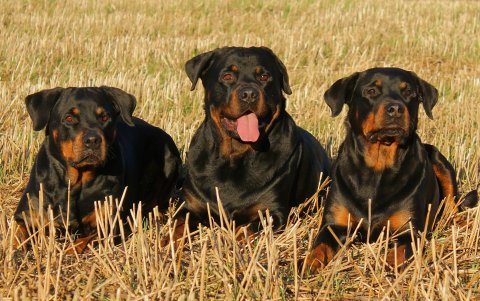 Rottweiler. Un perro grande, algo territorial y que requiere de grandes espacios.
