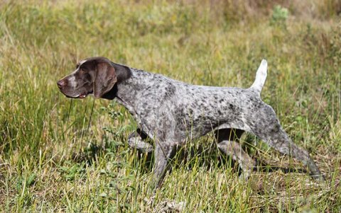 El pointer alemán de pelo corto es un perro que en su origen fue empleado para la caza, por lo que necesita de espacios grandes o de una rutina que incluya correr o pasear largos tramos.