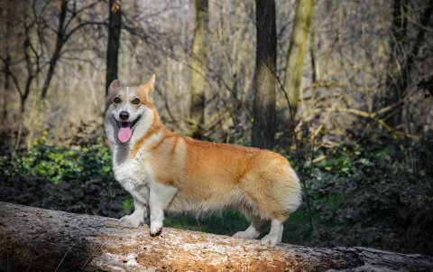 Corgi. Se trata de un perro ideal para departamentos, aunque también gustan de salidas al parque y paseos.