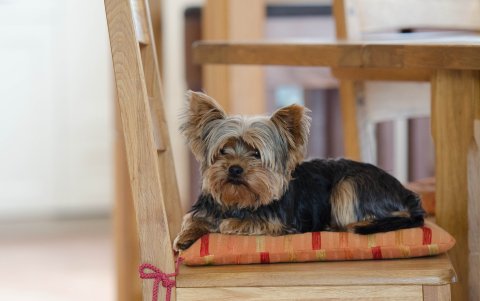 Yorkshire. Se trata de una raza pequeña, ideal para departamentos. Su pelaje exige un cuidado constante.