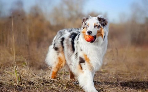 Pastor australiano. Es un perro que requiere correr más que el promedio de razas, tiene mucha energía.