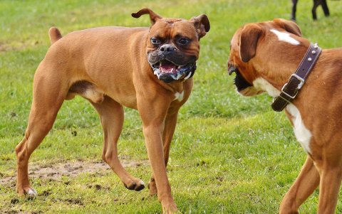 Boxer. Perros juguetones, amigables con los niños y con una energía inacabable.