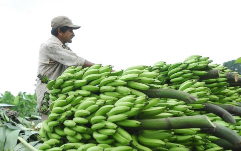 Su consumo se da por ser barato y además se lo encuentra con facilidad.