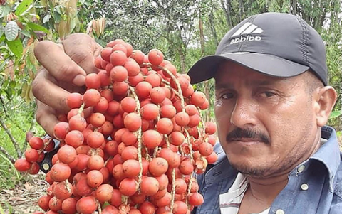 La bebida de chontilla es un gran alimento nutritivo que ayuda a reforzar las defensas.