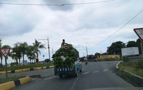 El plátano verde es uno de los productos de mayor demanda y menos precio.