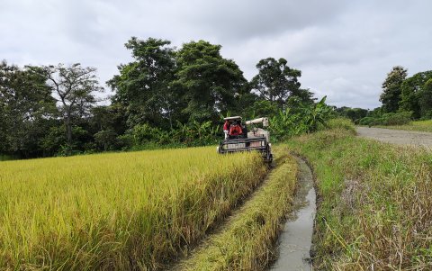 El arroz de cosecha son problemas.