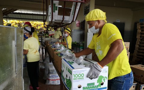 El banano se exporta a Europa