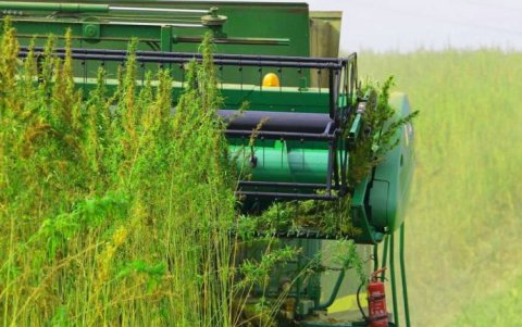 Según los expertos, el cáñamo podría reemplazar al petróleo y ser un dinamizador de economía circular