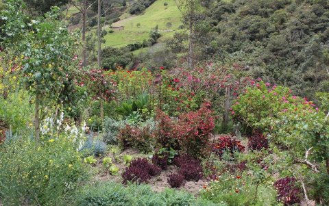 En los campos de la serranía se cultivan las plantas que sirven para el preparado.