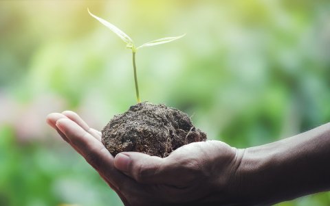 Sembrar está dentro del top para proteger a nuestro planeta.