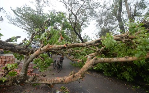 SATKHIRA. Una persona empuja su bicicleta bajo las ramas de un árbol caído a lo largo de una carretera después de la llegada del ciclón Amphan en esta ciudad de Bangladesh.