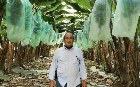 Víctor Haón, productor bananero.