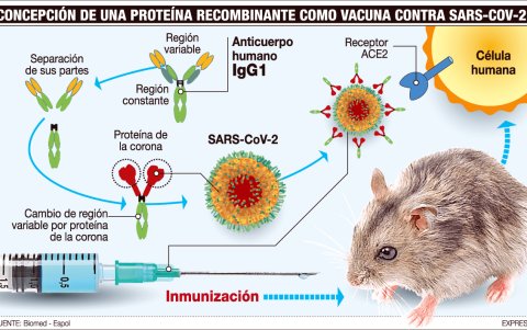 El gráfico sintetiza la tecnología que utilizará la Espol para elaborar la vacuna.