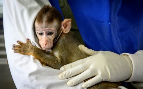 Un empleado de laboratorio sostiene en brazos a un bebé de mono en el Centro Nacional de Investigación de Primates de Tailandia, en la Universidad de Chulalongkorn, en Saraburi, el 23 de mayo de 2020.