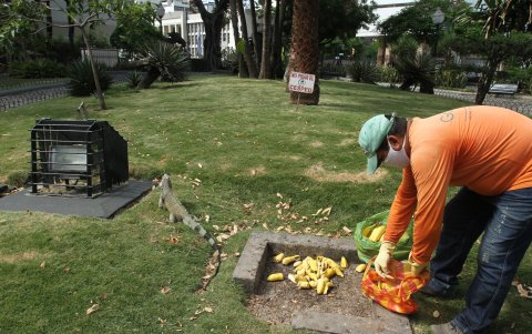 Moradores aseguran que desde el 21 de mayo llegó personal al parque para alimentar a las iguanas.