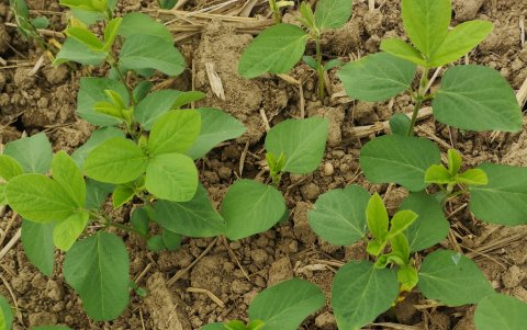 Menos de dos semanas de sembrada tiene la oleaginosa.