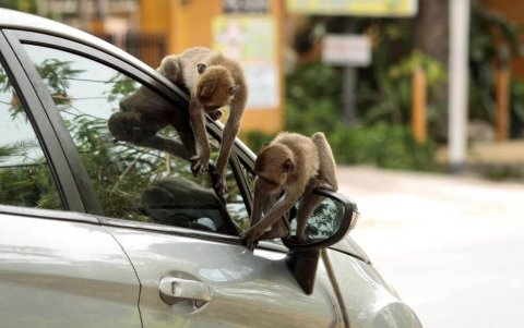 Referencial. Aunque se ha detectado coronavirus en algunos animales, no se ha demostrado que estos trasmitan el virus a seres humanos.