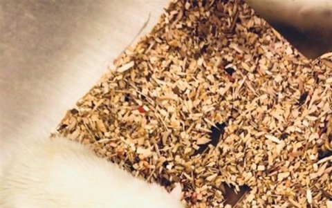 Imagen de los ratones vivos con un minihígado humano trasplantado.