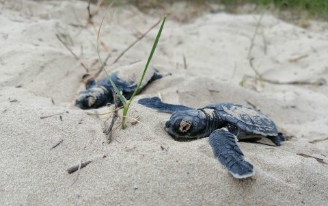 ISLAS GALÁPAGOS. Decenas de tortuguitas marinas, de la especie 'chelonia mydas', catalogada en peligro de extinción, iniciaron su veloz carrera al océano.