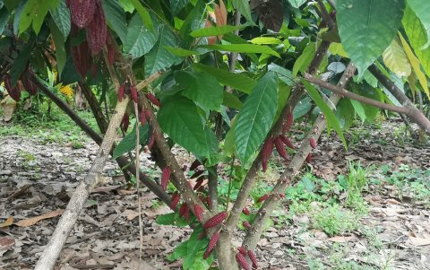 El cacao es el cultivo perenne con mayor superficie.