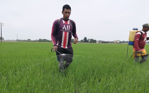 El arroz cayó en 2019 pero en 2020 subió el consumo por el COVID-19.