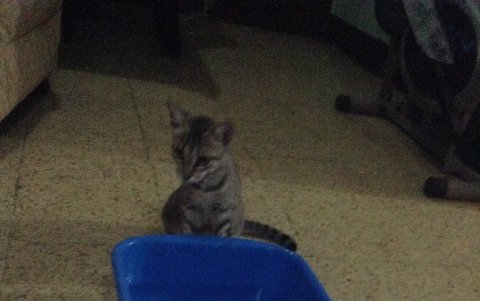 Los especialistas recuerdan que las mascotas pueden confundir las bandejas de desinfectantes o detergentes con recipientes de agua para ellos.