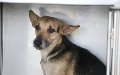 Figura. Los animales en adopción se encuentran bien de salud. Más de uno fue encuentrado inicialmelmente en estado de desnutrición.