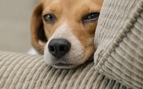 Si las mascotas muestran alteraciones en su conducta, Recalde aconseja consultar a un etólogo o a un veterinario para determinar si se trata de un problema de salud o de comportamiento.