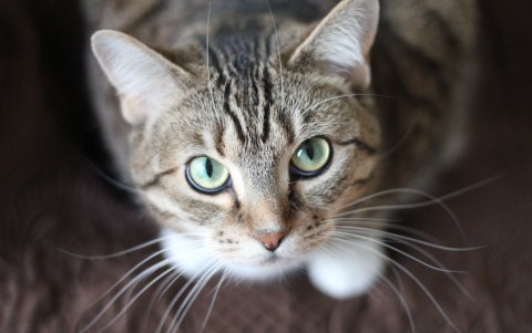 La veterinaria resalta que, así como los perros, los gatos también son animales de rutina.