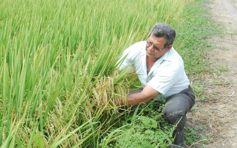 Antonio Salazar, productor de arroz de Santa Lucía.