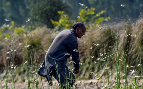 PIPLI PAHAR. Un campesino trata de recolectar langostas que aectaron su cultivo. Ahora, una empresa le paga por recolectar estos insectos.